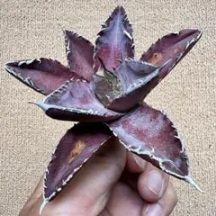 Lj_plants】Z382アガベ ホリダxチタノタ極上子株 - メルカリ