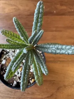 2026年最新】ブラータ ギガスの人気アイテム - メルカリ