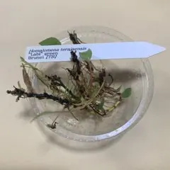 ホマロメナ terajaensis "Labi" green Brunei TBのサムネイル