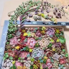 多肉植物　エケベリア、セダムカット苗　詰め合わせ　多肉弁当