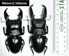 2026年最新】パラワンオオヒラタクワガタ標本の人気アイテム - メルカリ