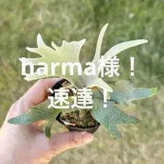 2025年最新】willinckii jennyの人気アイテム - メルカリ