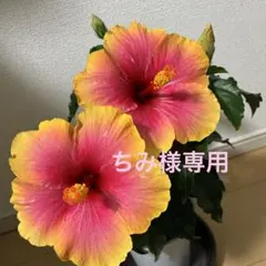 さくさん様専用 ハーフ座椅子2個オーダー - メルカリ