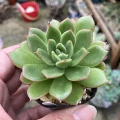 むちむちmiso苗⭐️エレイン×メキシコポルデンシス⭐️多肉 ミソ苗 2025年最新】メキシコポルデンシスの人気アイテム - メルカリ