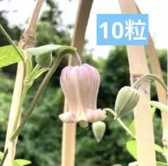 2025年最新】壺型クレマチスの人気アイテム - メルカリ