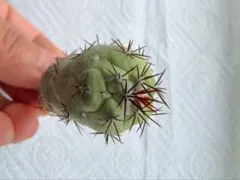 どるちゃん様 リクエスト 3点 まとめ商品