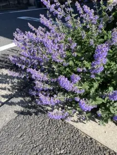 ブルームーン様 リクエスト 2点 まとめ商品