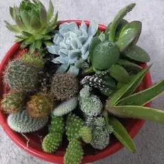 サボテン＆多肉植物　セットのサムネイル