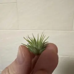 ハ*可様 チランジア イオナンタ イエローマジック Tillandsia ion