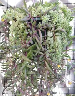 多肉植物ルビーネックレスなど　植木鉢付き　楽チン❢