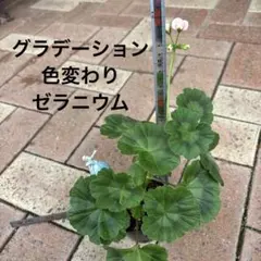 ⭐︎second⭐︎様 リクエスト 4点 まとめ商品
