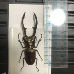 2026年最新】標本クワガタの人気アイテム - メルカリ