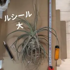 Tillandsia チランジア ストラミネア アプリマック お化け - メルカリ