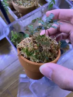 ヤ*リ様 Cephalotus follicularis SOHG 02 BCP - メルカリ