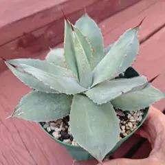 2025年最新】アガベ パリートランカータの人気アイテム - メルカリ