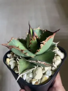 2025年最新】シャークソード アガベの人気アイテム - メルカリ