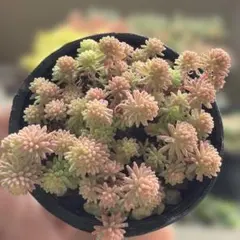 LITTLE MY☆様 リクエスト 3点 まとめ商品♡同梱割引あり−60