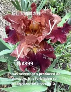 969】球根 ジャーマンアイリス 赤茶色 中〜大5個 - メルカリ