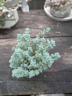 多肉植物 セダム 木立性ブレビフォリウム そよ風の天使 10カット