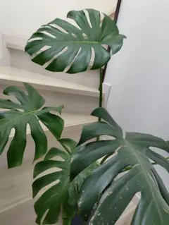 人口観葉植物 モンステラ 6号鉢カバー付き - メルカリ