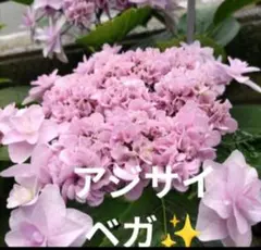 アッツザクラ アッツ桜 ルビー八重咲き 濃紅色 3株 抜き苗 咲き進んで
