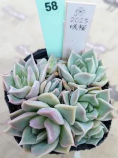 多肉植物 シムランスブスタマンテ 原種 - メルカリ