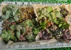 多肉植物セット カット苗 詰め合わせ