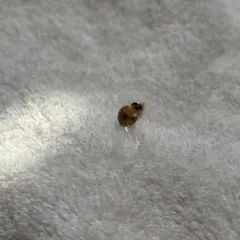 クリスタル ゴールドスタッド ピアス