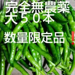 青唐辛子　生唐辛子　インドジンウソツカナイ　激辛唐辛子　７月１２日１６時収穫のサムネイル