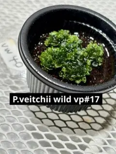 P.veitchii wild steel (vp#0) ビカクシダ 胞子 - メルカリ