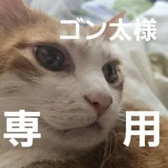 ゴン太様専用