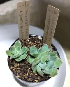 青鬼 札なし カット苗 2苗 ミックスベリア おらいさん苗 多肉植物