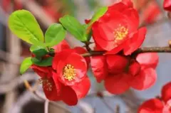 CO CO NO1様 リクエスト 2点 まとめ商品 ボケの苗木