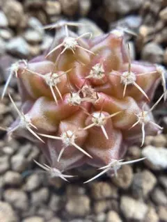 く*ん様 現物　多肉植物　サボテン　ギムノカリキウム　緋牡丹錦 2.5cm 抜きのサムネイル