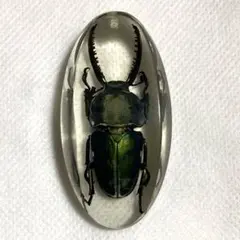 パプアキンイロクワガタ　昆虫標本　樹脂製キーホルダー
