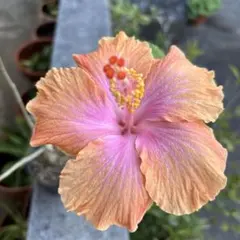 mami様 リクエスト 4点 まとめ商品