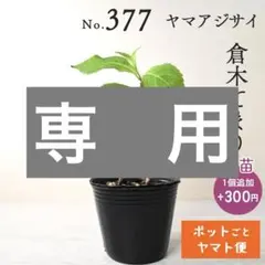 みゆき☆様専用【ポットごとヤマト便364】ヤマアジサイ 幼苗 雷光