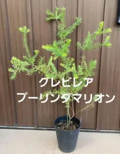 グレビレア ジュピリー ブロンズランバー 6号鉢 2鉢セット - メルカリ