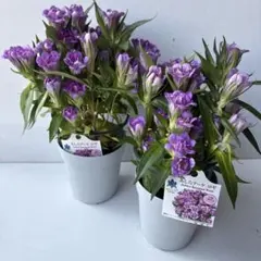 ①花終わり来年用として！リンドウ・あじろブーケ・ロゼ２鉢セット