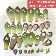▼【4/6写真追加】スイーツ系 エケベリア パキベリア 葉挿しセット 32枚①