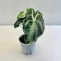 MS347 3株セット Alocasia Venom アロカシア・ヴェノム - メルカリ