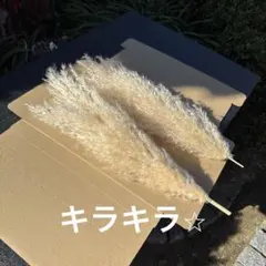 パンパスグラス インテリア