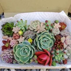 多肉植物 カット苗 寄せ植えセット【ネコポス発送】