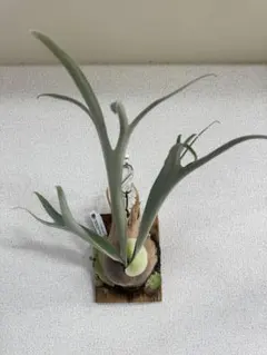 2026年最新】ビカクシダ セルソの人気アイテム - メルカリ