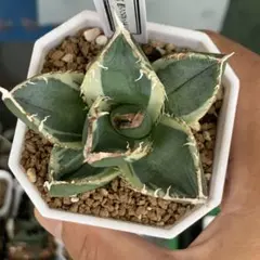 梅マヨ様速達 夏セールアガベ　チタノタ　SAD斑入り‼️8398-598 梅マヨ様速達 夏セールアガベ チタノタ SAD斑入り‼️8398-598