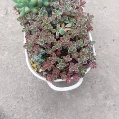 ⑦多肉植物 セダム ☆トリカラー☆ 抜き苗 - メルカリ