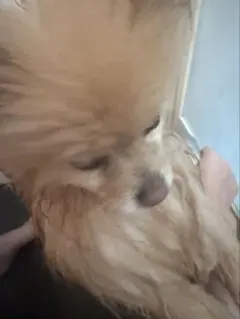 むぎちゃんのぬいぐるみ