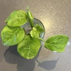 希少品種ポトス❤️斑入りエメラルド✨カット苗　観葉植物　グローバルのサムネイル