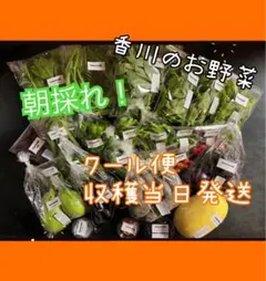 香川産！旬のお野菜詰め合わせセット大