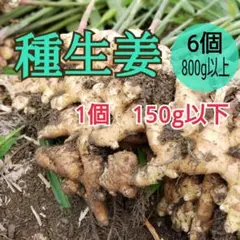 種生姜【6個】高知県産ssのサムネイル